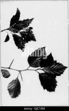Unsere einheimischen Bäumen und wie zu identifizieren (Mikroform) - eine beliebte Studie über ihre Gewohnheiten und ihre Eigenheiten (1900)