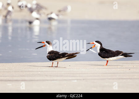 Schwarz-Skimmer (Rynchops Niger) am Strand, Fort George Inlet, Florida Stockfoto