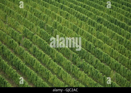 Reben wachsen in einem Weinberg Stockfoto