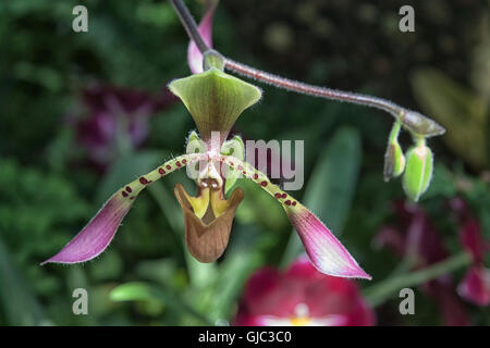 Eine Nahaufnahme Bild einer rosa Slipper Orchidee (Paphiopedilum) Blume. Stockfoto