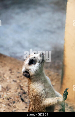 Ein einziges Erdmännchen Blick auf auf die Menge Stockfoto