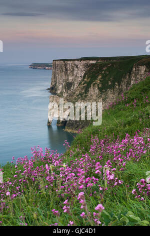 Landschaftlich schöne Aussicht auf die Klippen (farbenprächtiger Sonnenuntergang, Nordsee und rosa Blumen auf der hoch aufragenden Kreidefelsen) - Bempton Cliffs RSPB Reserve, East Yorkshire, England. Stockfoto