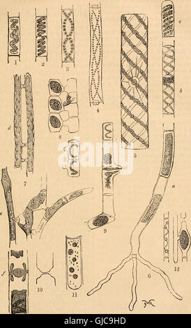 Hardwicke Wissenschaft-Klatsch - eine illustrierte Medium Austausch und Klatsch für Studierende und Liebhaber der Natur (1867) Stockfoto