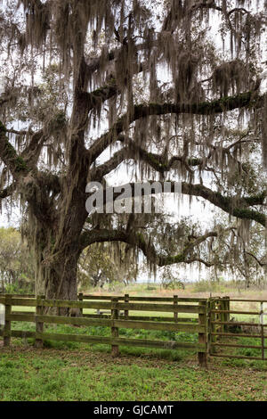 Camp Rinderfarm auf dem La Chua Trail, Paynes Prairie, Florida Stockfoto