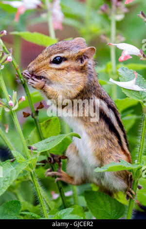 Östliche Chipmunk (Tamias Striatus) Samen essen. Stockfoto