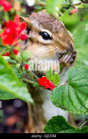 Östliche Chipmunk (Tamias Striatus) Samen essen. Stockfoto