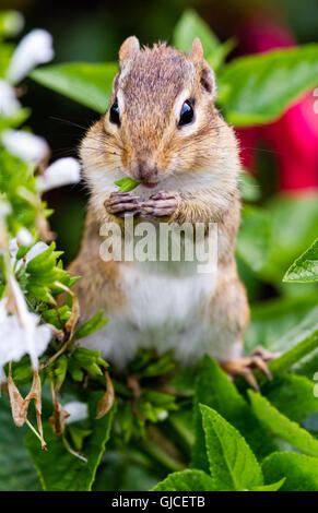 Östliche Chipmunk (Tamias Striatus) Samen essen. Stockfoto