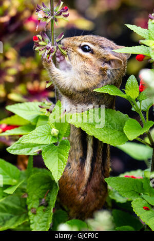 Östliche Chipmunk (Tamias Striatus) Samen essen. Stockfoto