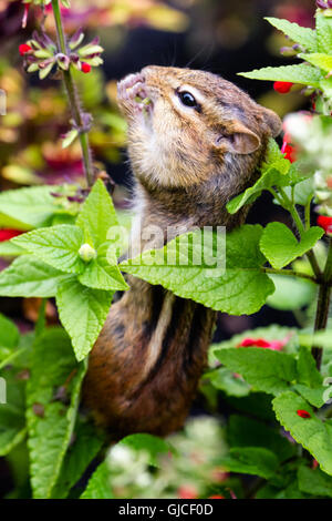 Östliche Chipmunk (Tamias Striatus) Samen essen. Stockfoto