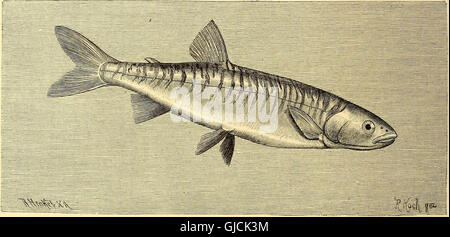 Illustration aus 'Brehms Tierleben' (1892) mit detaillierten Darstellungen verschiedener Tierarten, begleitet von Karten und Farbtafeln, die zoologische Kenntnisse des 19. Jahrhunderts widerspiegeln. Stockfoto