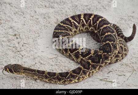 Eine giftige Eastern Diamondback Klapperschlange (Crotalus Adamanteus) glitt über den Sand schnippt seine Zunge heraus und fängt an, Spule, wie es die Rasseln am Ende seines Schwanzes entfernt eine Annäherung an menschliche in Florida/USA warnen schüttelt. Stockfoto