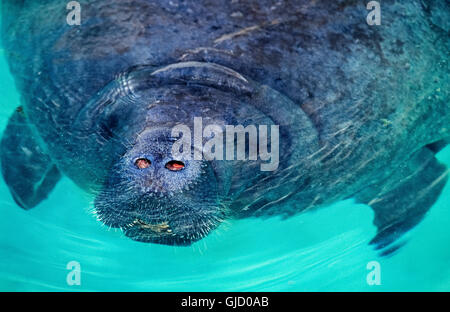 Die Schnauze des ein West Indian Manatee (Trichechus Manatus) macht sich lustig über dem Wasser, offenbaren seine zwei Nasenlöcher atmen und die Barthaare, die geglaubt werden, um irgendeine Art von sensorische Funktion für diese Meeressäuger dienen, die auch eine Seekuh genannt wird. Stockfoto