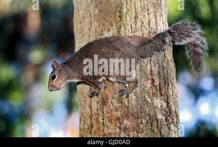 Eine buschig-tailed östliche graue Eichhörnchen (Sciurus Carolinensis) klammert sich mit den scharfen Krallen an seinen Füßen zu Fuß auf die raue Rinde eines Baumstammes in Florida, USA. "Grau" ist eine Alternative Schreibweise für diese Art von Baum-Eichhörnchen, die bräunliche Fell mit rötlichen Tönungen haben kann. Stockfoto