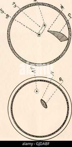 Der Fundus Oculi der Vögel, vor allem, da durch das Ophthalmoskop angesehen; eine Studie in der vergleichenden Anatomie und Physiologie (1917) Stockfoto