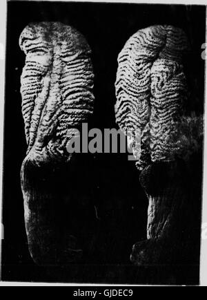 Mollusken, Echnioderms, Hohltieren. Teil G (Mikroform) - Alcyonaria und Actinaria (1922) Stockfoto