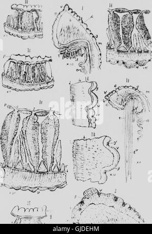 Mollusken, Echnioderms, Hohltieren. Teil G (Mikroform) - Alcyonaria und Actinaria (1922) Stockfoto
