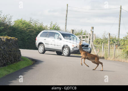 Stirlingshire, Schottland. 15. August 2016. UK-Wetter - gefangen zwischen zwei Autos auf der Landstraße in der Nähe von Blanefield, Stirlingshire, Schottland, UK an einem warmen, trockenen Tag ein Reh Panik nach der Suche nach sich selbst. Es machte schließlich seine Flucht durch einen Sprung über die Trockenmauer auf dem linken Kredit: Kay Roxby/Alamy Live News Stockfoto