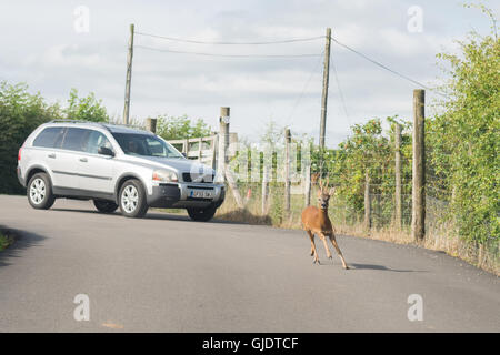 Stirlingshire, Schottland. 15. August 2016. UK-Wetter - gefangen zwischen zwei Autos auf der Landstraße in der Nähe von Blanefield, Stirlingshire, Schottland, UK an einem warmen, trockenen Tag ein Reh Panik nach der Suche nach sich selbst. Bildnachweis: Kay Roxby/Alamy Live-Nachrichten Stockfoto