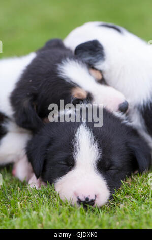 Hawes, North Yorkshire, UK. 14. August 2016. 4 Wochen alten Border-Collie-Welpen von berufstätigen Eltern genießen einen Tag draußen in der Sonne, Hawes, North Yorkshire. Bildnachweis: Wayne HUTCHINSON/Alamy Live-Nachrichten Stockfoto