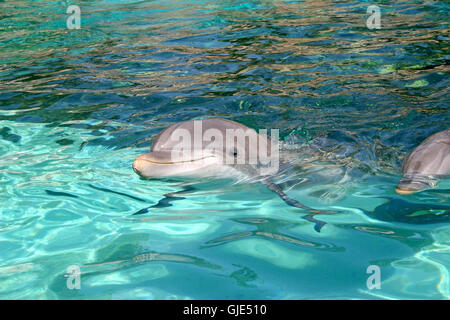 Ein Delfin ist durch das Wasser schwimmen. Stockfoto