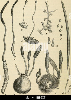 Ein Lehrbuch der Mykologie und Pflanze Pathologie (1917) Stockfoto