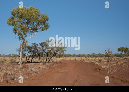 Ameisenhaufen, Eukalyptusbäumen und unbefestigte Straße im Outback Queensland, Australien Stockfoto