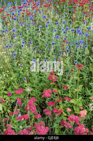 Krautige mehrjährige Grenze im Hochsommer Herrlichkeit, RHS Harlow Carr Garten, Harrogate, UK Stockfoto