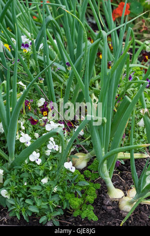 Blumen und Kräuter angebaut unter Gemüse (Zwiebeln) in ein kleines Hochbeet. Stockfoto