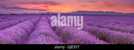 Sonnenaufgang über blühende Felder von Lavendel auf dem Plateau von Valensole in der Provence in Südfrankreich. Stockfoto