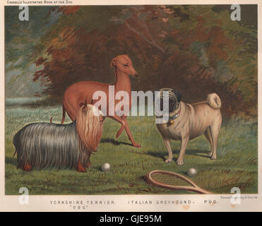 HUNDE. Yorkshire Terrier "Hund"; Italienisches Windspiel; Mops, antiken print 1881 Stockfoto