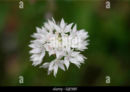 auffallende weiße Allium anmutige Schönheit Blütenstand, späten Frühjahr blühen Jane Ann Butler Fotografie JABP1558 Stockfoto