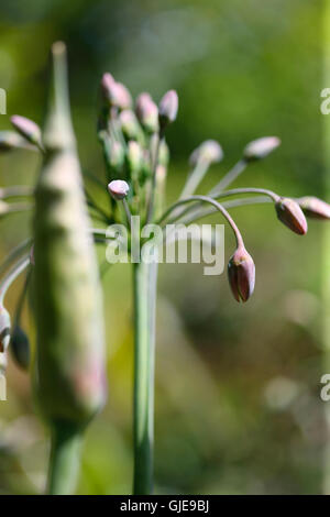 Nectaroscordum Siculum Naturgarten - empfindlichen Knospen voller Natur Energie Jane Ann Butler Fotografie JABP1565 Stockfoto