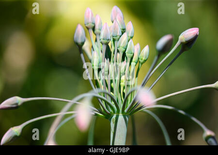 Nectaroscordum Siculum Naturgarten - empfindlichen Knospen voller Natur Energie Jane Ann Butler Fotografie JABP1564 Stockfoto