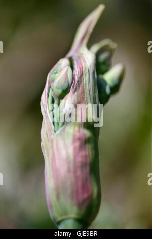 Nectaroscordum Siculum Naturgarten - empfindlichen Knospen voller Natur Energie Jane Ann Butler Fotografie JABP1559 Stockfoto