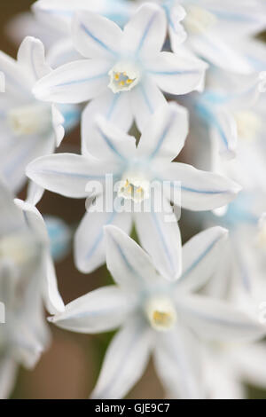 charmante silbrig blauen Frühlingsblumen auch bekannt als Squilla Jane Ann Butler Fotografie JABP1617 gestreift Stockfoto