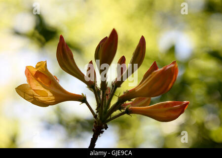 schöne gelbe Azalee Knospen entstehen - neues Leben Jane Ann Butler Fotografie JABP1573 Stockfoto