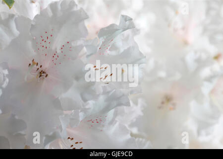 schöne Nahaufnahme weiße Rhododendron Cluster Jane Ann Butler Fotografie JABP1574 Stockfoto