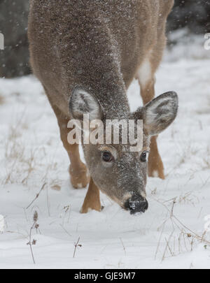 Nahaufnahme von weiß - angebundene Rotwild (Odocoileus Virginianus) im Winter. Acadia Nationalpark in Maine, USA. Stockfoto
