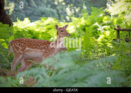 Baby Hirsch bleibt nahe bei seiner Mutter in einem englischen Wald Stockfoto