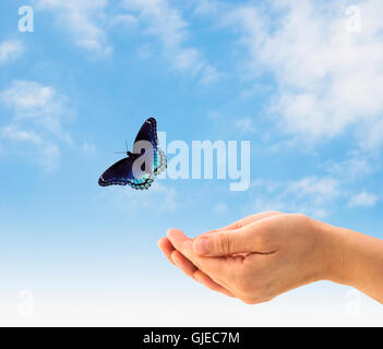 Hände, die Freigabe eines Schmetterlings. Stockfoto