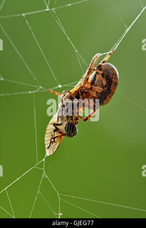 Marmorierte Orb-Weaver (Araneus Marmoreus) Essen gefangengenommen Beute, Greater Sudbury, Ontario, Kanada Stockfoto