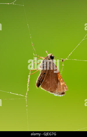 Marmorierte Orb-Weaver (Araneus Marmoreus) Skipper Schmetterling gefangen im Web, Greater Sudbury, Ontario, Kanada Stockfoto