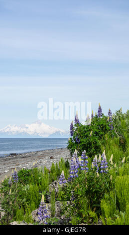 Lupinen blühen im Hinblick auf einem Vulkan Stockfoto