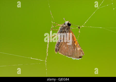 Marmorierte Orb-Weaver (Araneus Marmoreus) Skipper Schmetterling gefangen im Web, Greater Sudbury, Ontario, Kanada Stockfoto