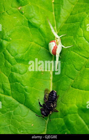 Goldrute Spinne (Misumena Vatia) mit erbeuteten Biene, Greater Sudbury, Ontario, Kanada Stockfoto