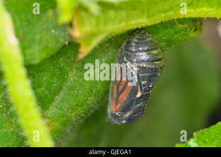 Monarchfalter (Danaus Plexippus) Puppe zu schlüpfen Erwachsener, Greater Sudbury, Ontario, Kanada Stockfoto