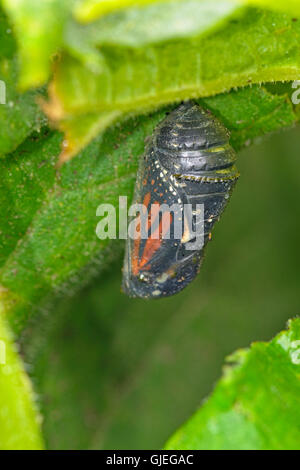 Monarchfalter (Danaus Plexippus) Puppe zu schlüpfen Erwachsener, Greater Sudbury, Ontario, Kanada Stockfoto