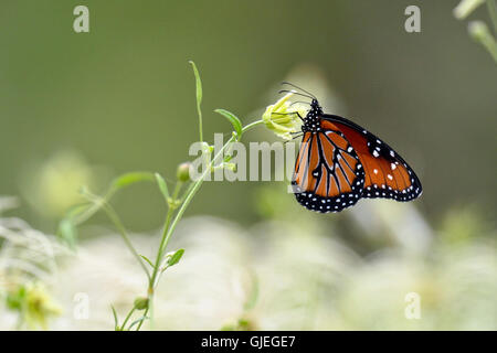 Königin-Schmetterling (Danaus Gilippus), Rio Grande City, Texas, USA Stockfoto