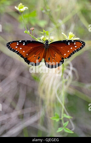 Königin-Schmetterling (Danaus Gilippus), Rio Grande City, Texas, USA Stockfoto