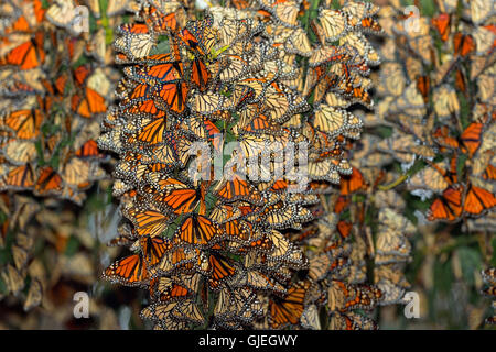 Monarch (Danaus Plexippus) Winter Kolonie Schlafplatz im Eukalyptusbaum, Pismo Beach State Park, Kalifornien, USA Stockfoto